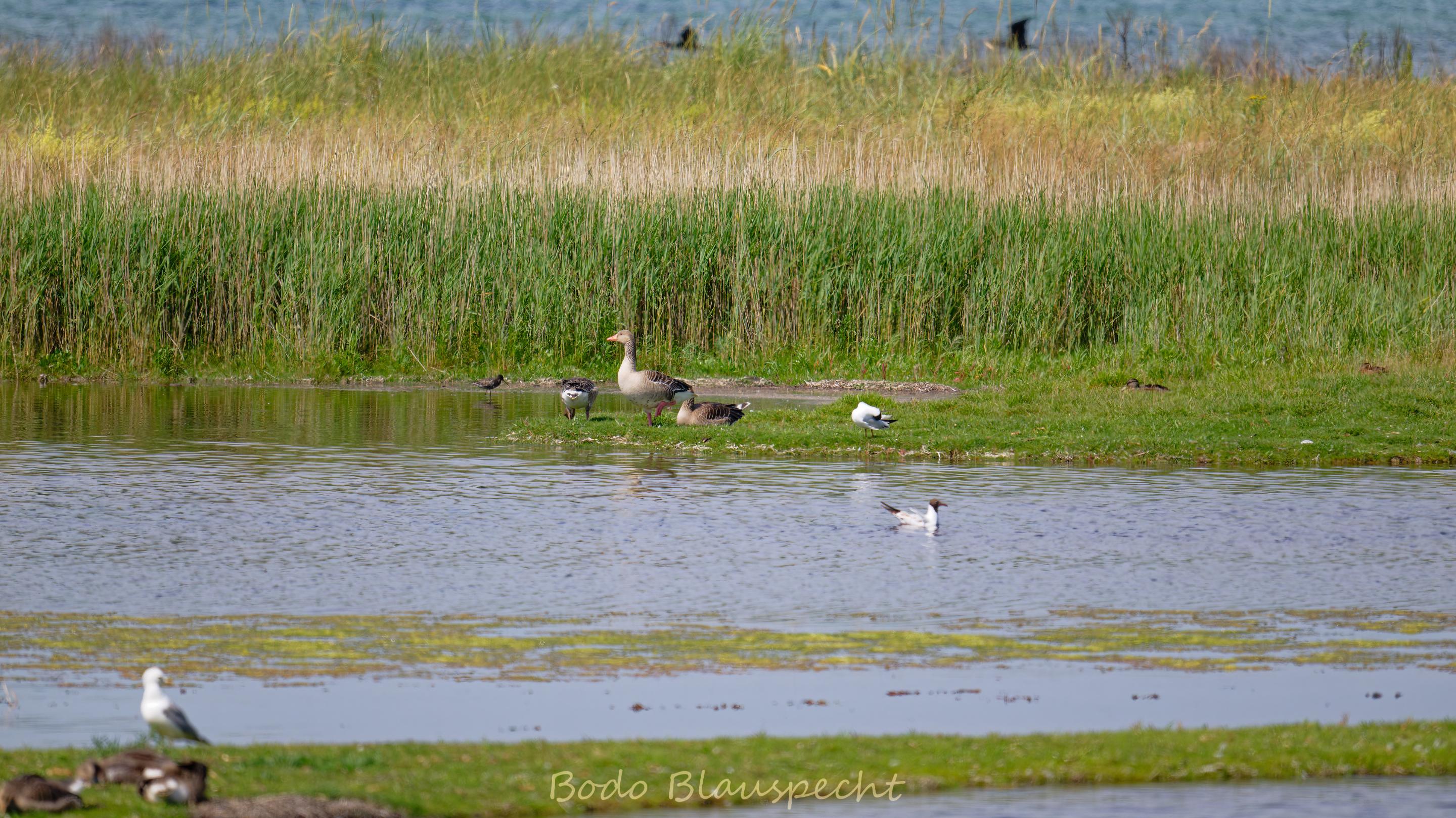 06.22 11.21 03   Natur   Geltinger Birk HQ